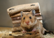 Hamster S6