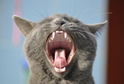 Katze Info